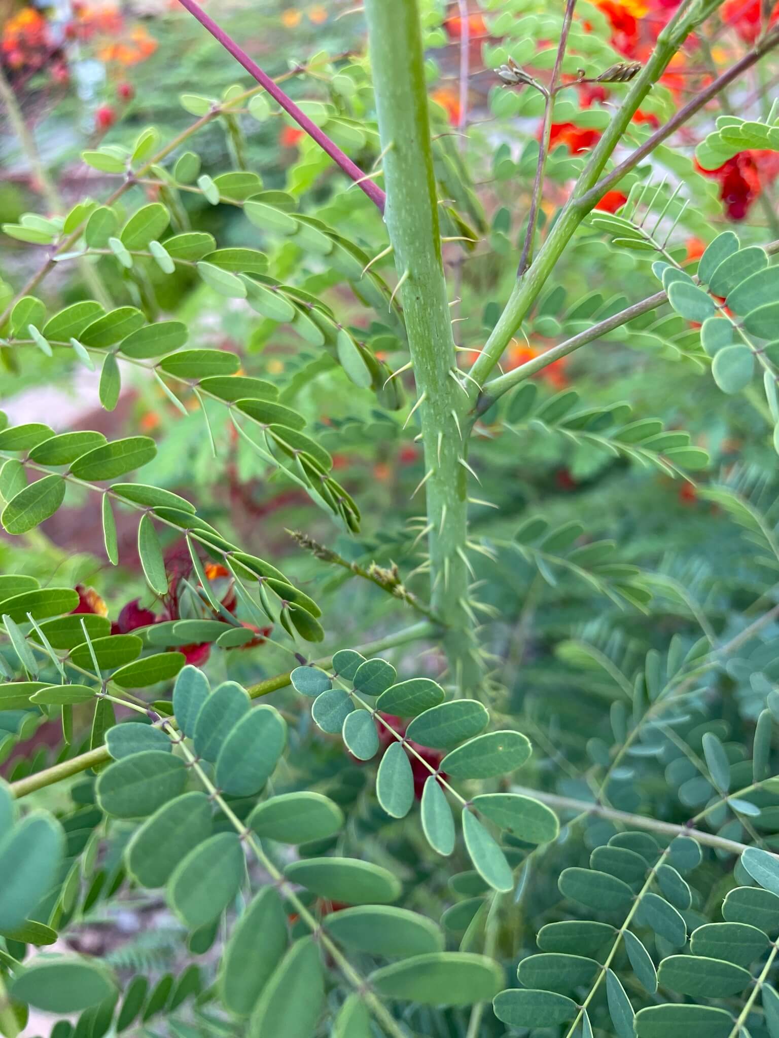 Caesalpinia pulcherrima